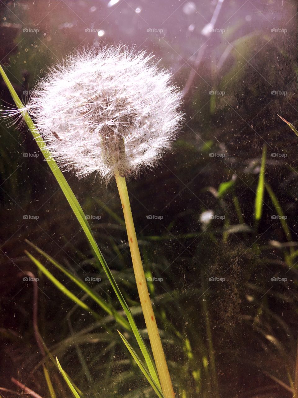 Nature, Grass, No Person, Outdoors, Summer