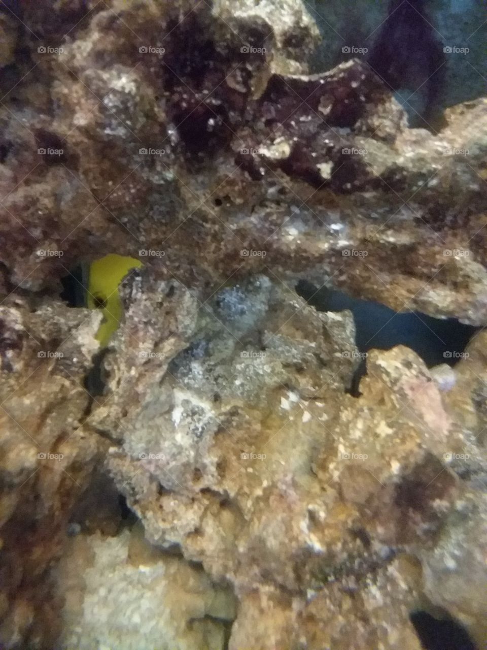 Peek-a-boo  yellow fish