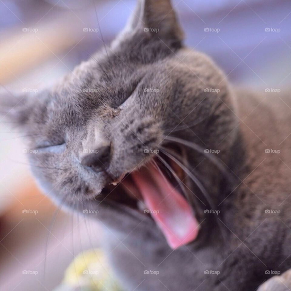 yawning Russian blue