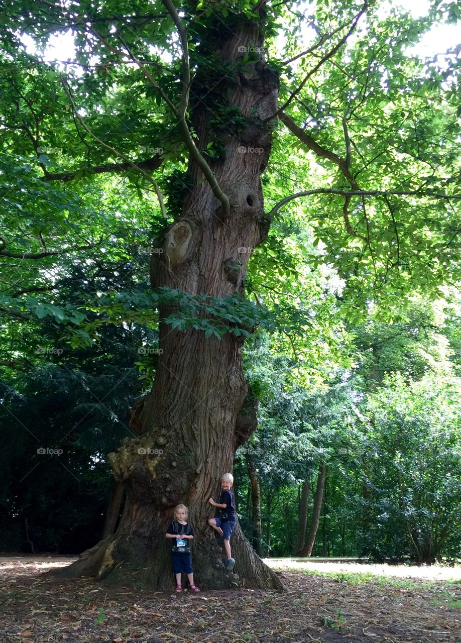 Old tree, Painshill, Cobham, Surrey, England.