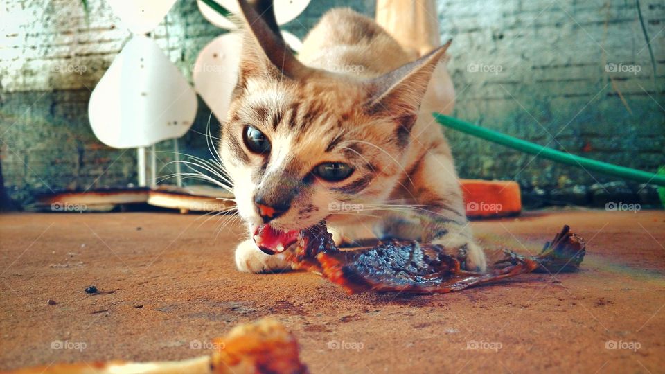 Gato comendo osso de frango.