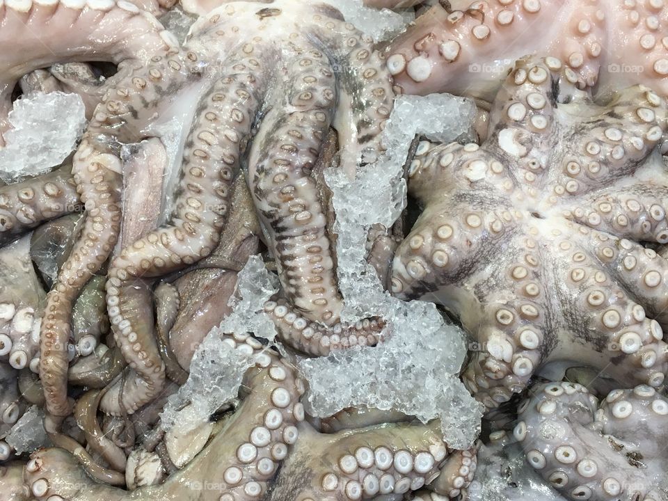 Frozen octopus 