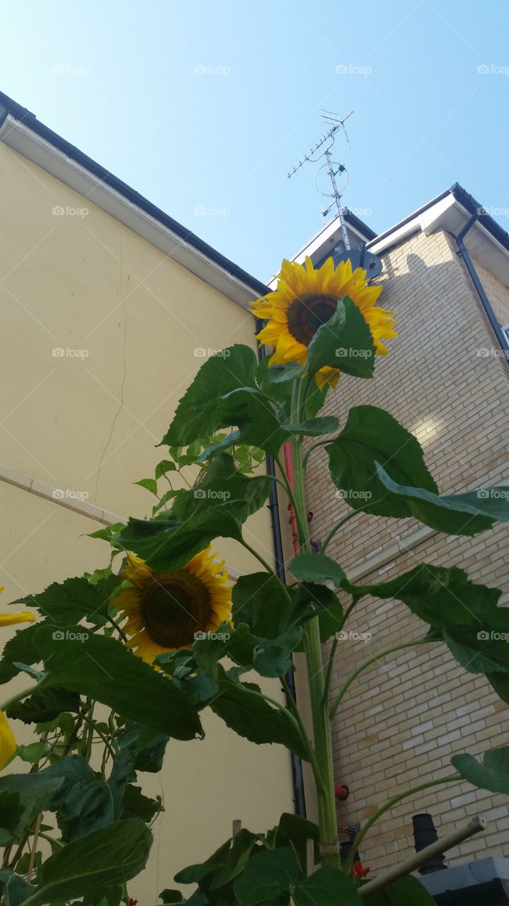 No Person, Flower, Flora, Leaf, Nature