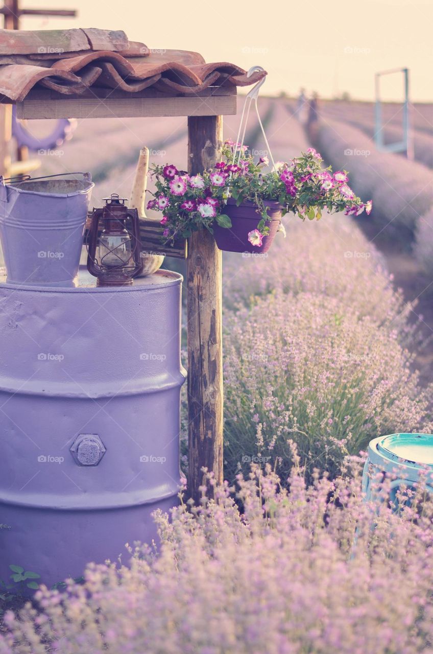 Lavender field