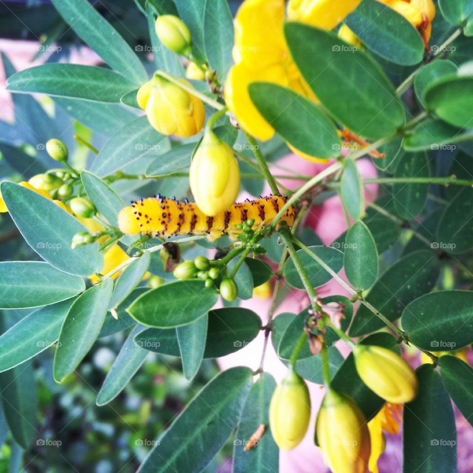 Yellow . I was admiring my yellow flowers and spotted a caterpillar