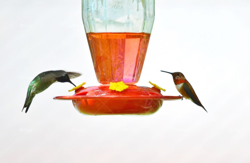 Two hummingbirds on feeder