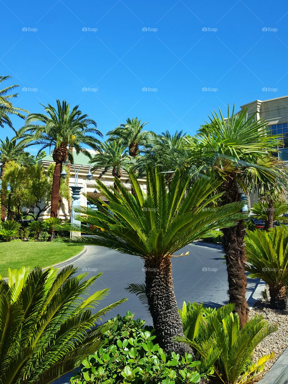 palm trees along the driveway