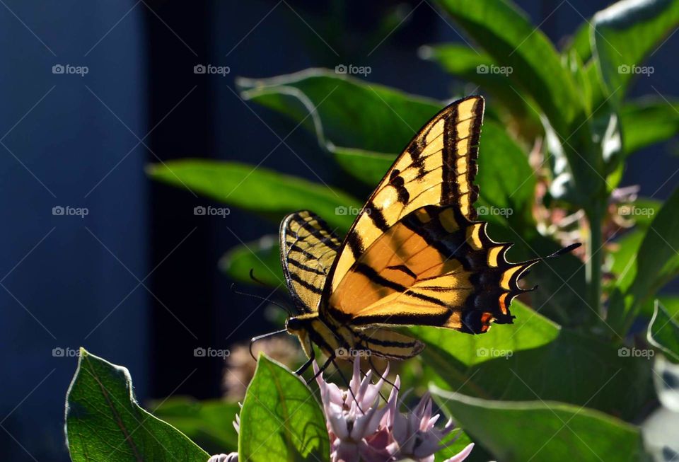 Bright yellow Western Tiger Swallowtail sitting atop a milkweed plant Colorado