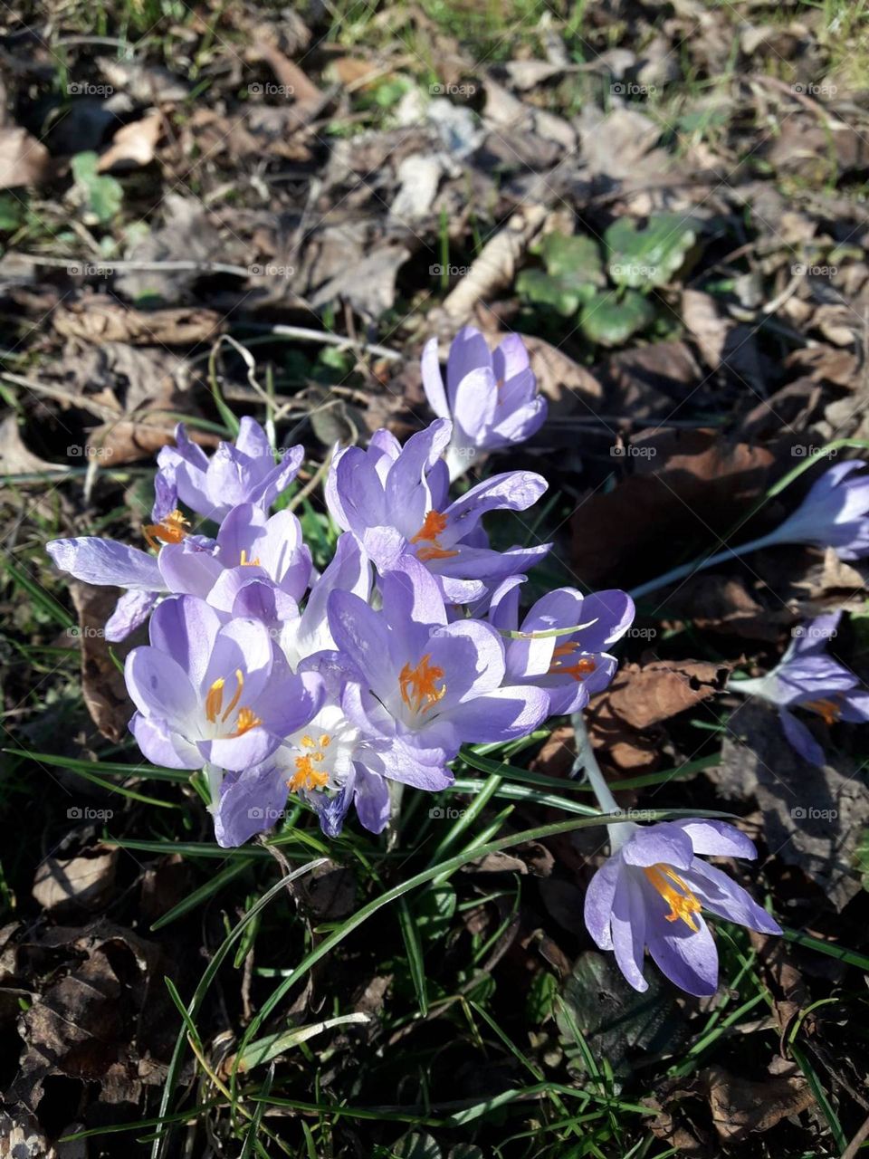 Crocuses