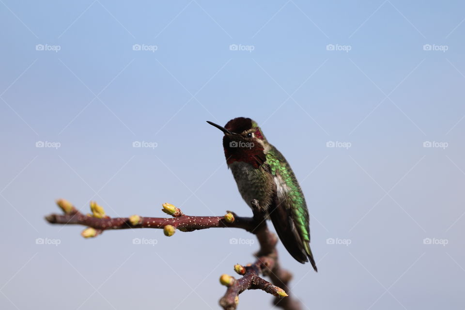 Hummingbird perching on sprouting branch in early spring 