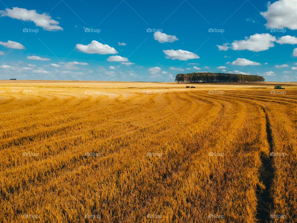 Fields of rice