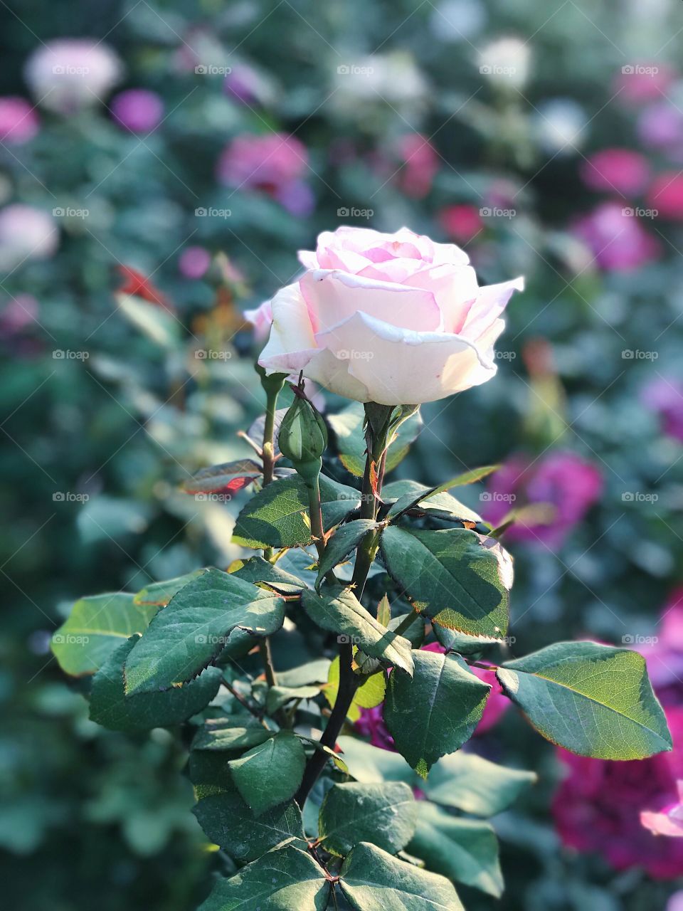 Pink rose flower in evening summer light on nature background 