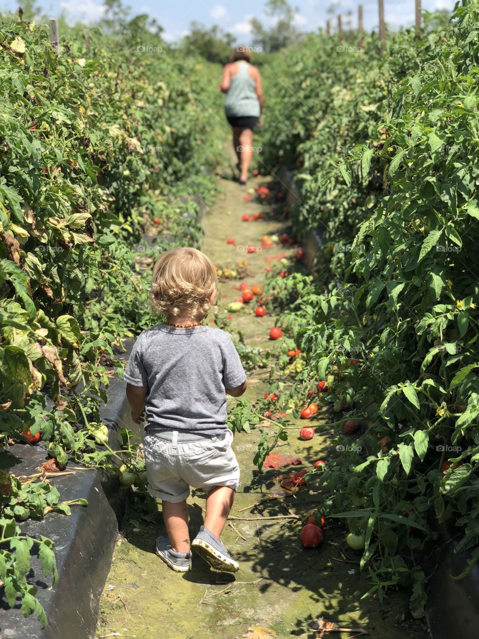 The little tomato farmer 