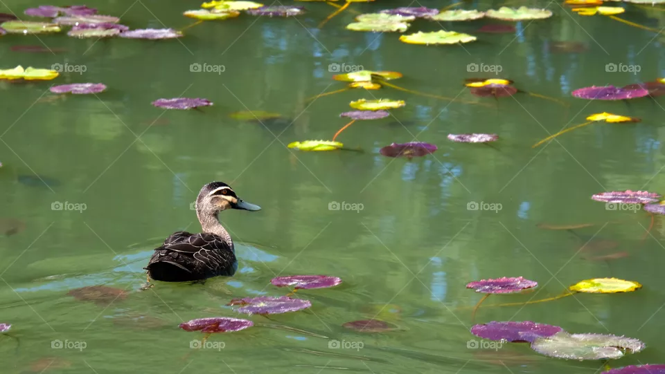 Leisurely wild ducks