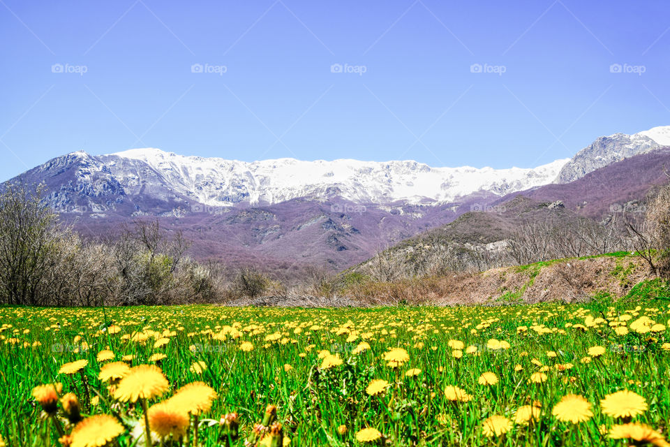 View of yellow flowers growing in field