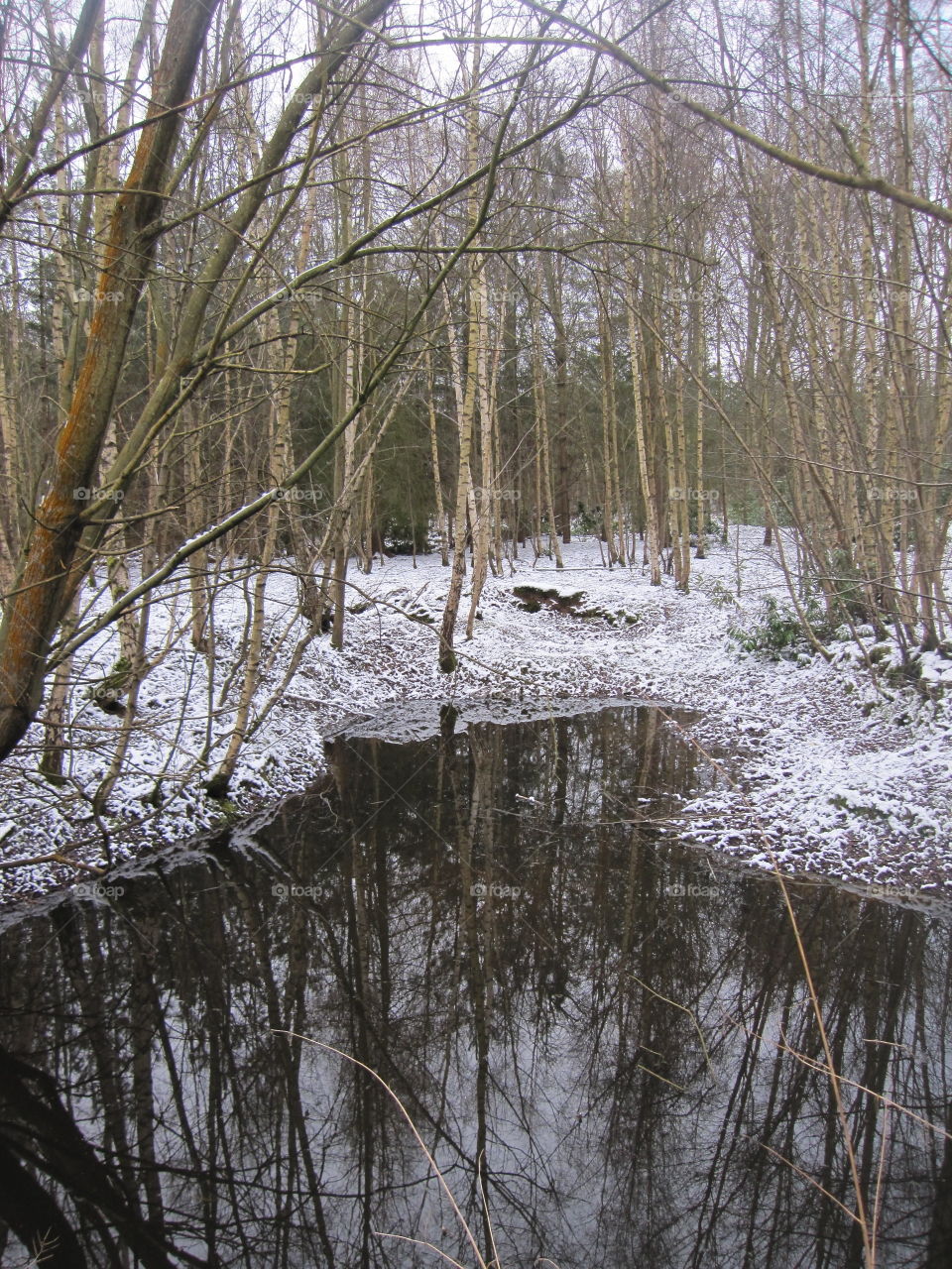 Reflective Trees