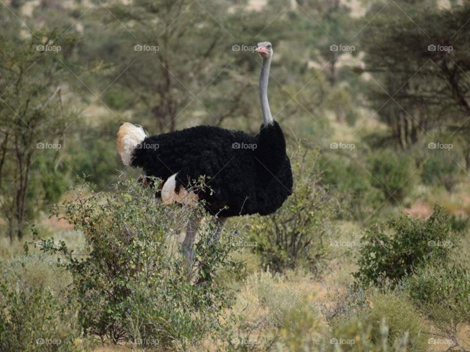 Ostrich from the mara