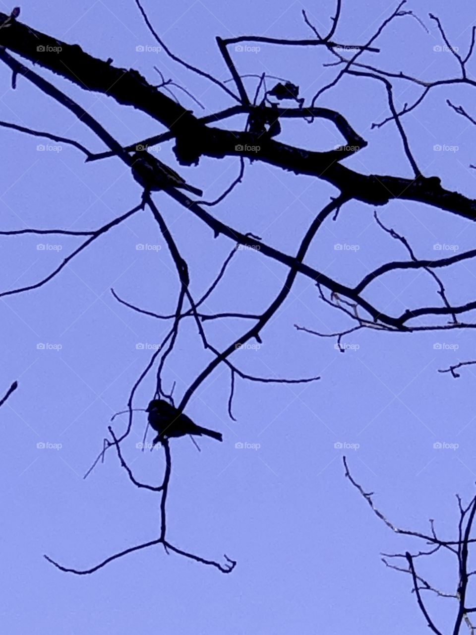 Bare branches and birds 