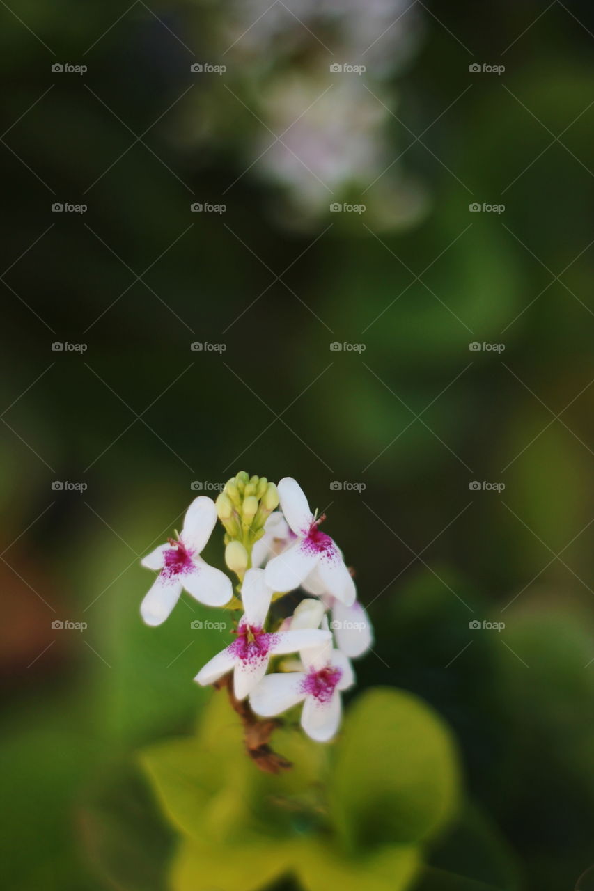 white and purple flower