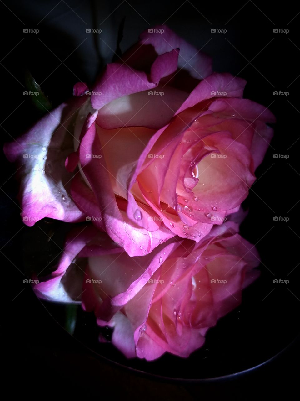 Pink rose with water drops and its mirror reflection.  Black background