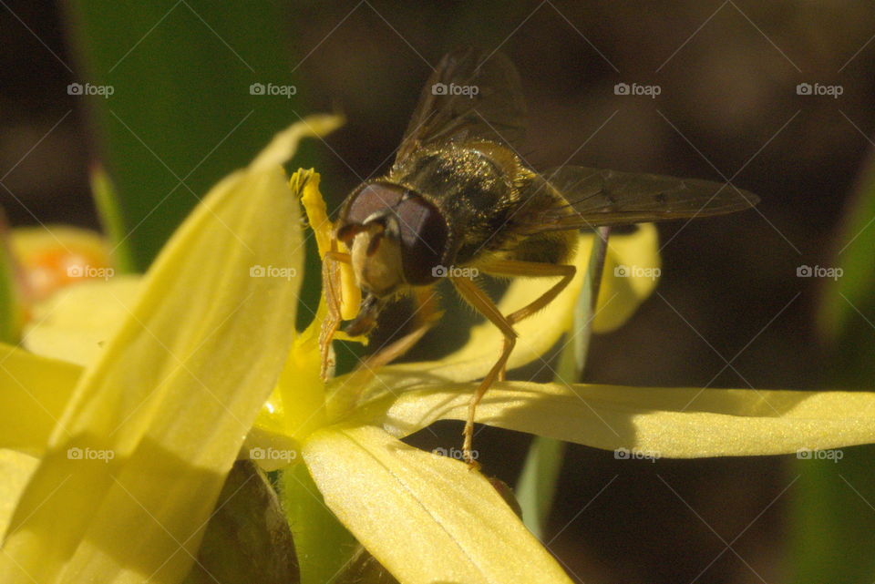 insect hoisefly bug timy close up macro on flower mexican hat yellow