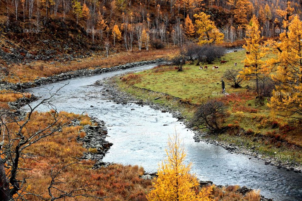 Forest river in fall