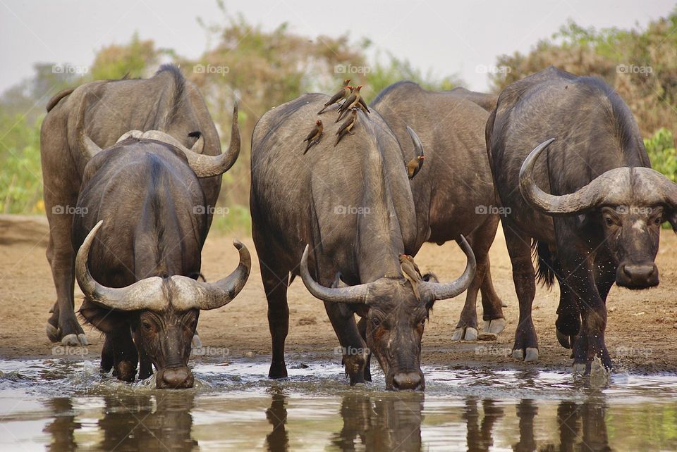 A herd of buffalo approaching the water hole 