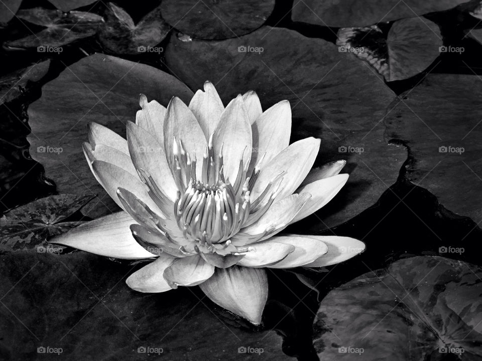 flower greyscale water-lily black@white by landon