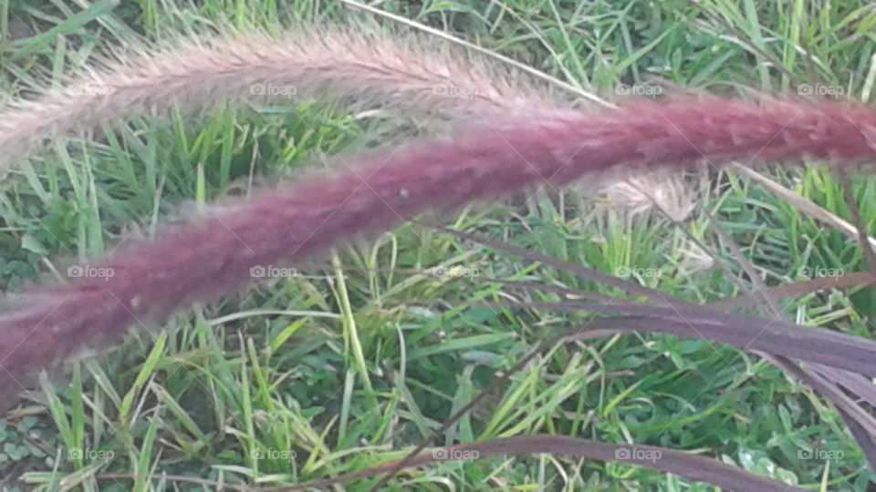 Fountain Grass. A closer look at those fuzzy flowers.