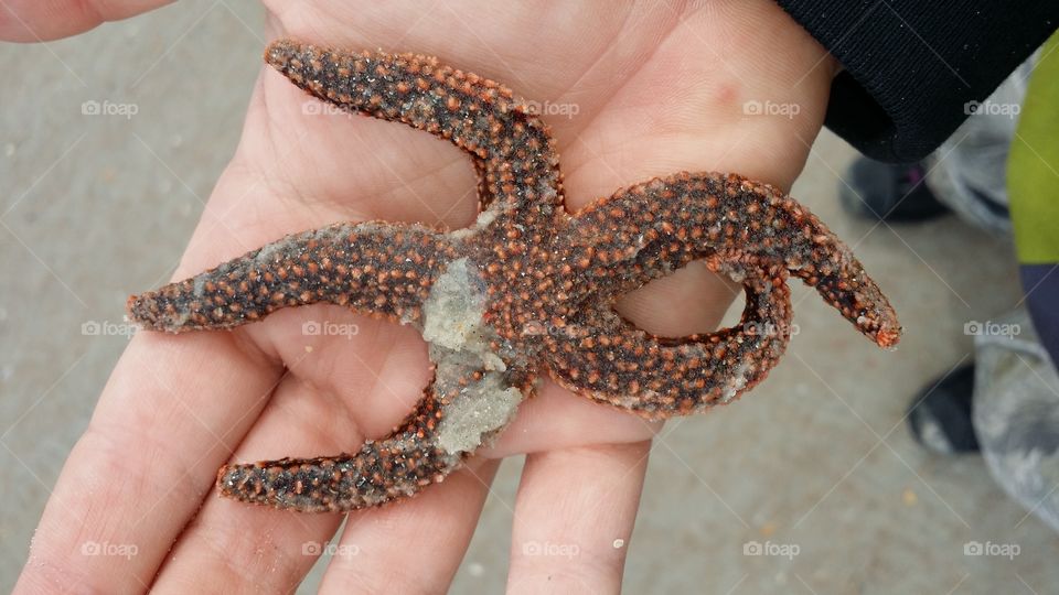 Lost Starfish. Was walking along a beach in St. Augustine and found a bunch of these little guys stranded. I picked up everyone I saw and returned them to the water.