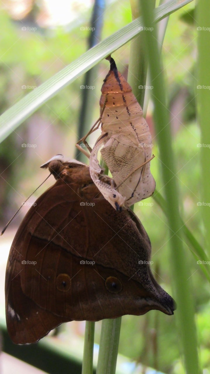 Butterfly coming out from its shell.
From pupa to a butterfly - life stage of a butterfly.