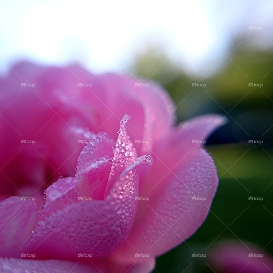 Rose closeup. Pink rose macro