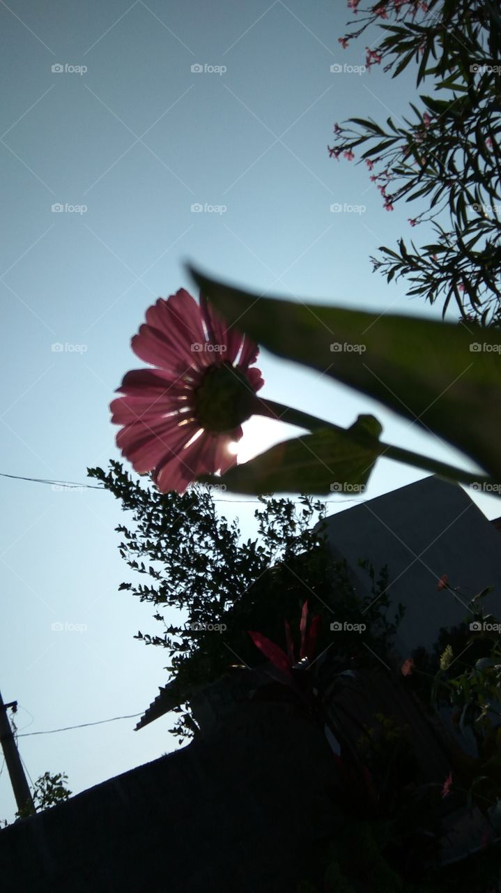 the sun on reflect on red flower with sky look very nicely