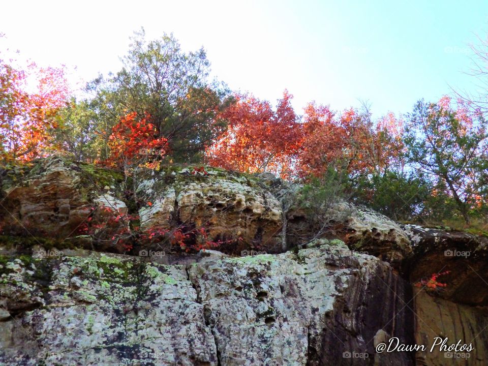 Fall Bluff
