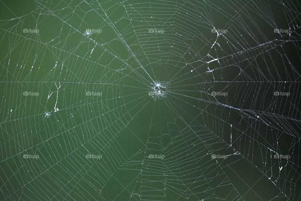 Cobweb on green background
