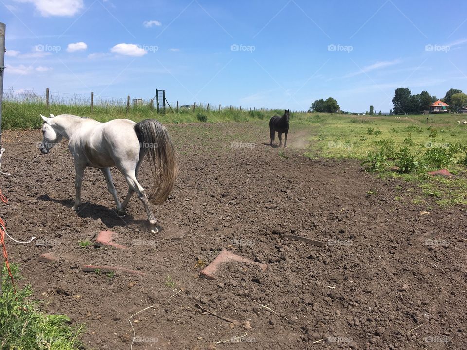 Two horses loose in the meadow