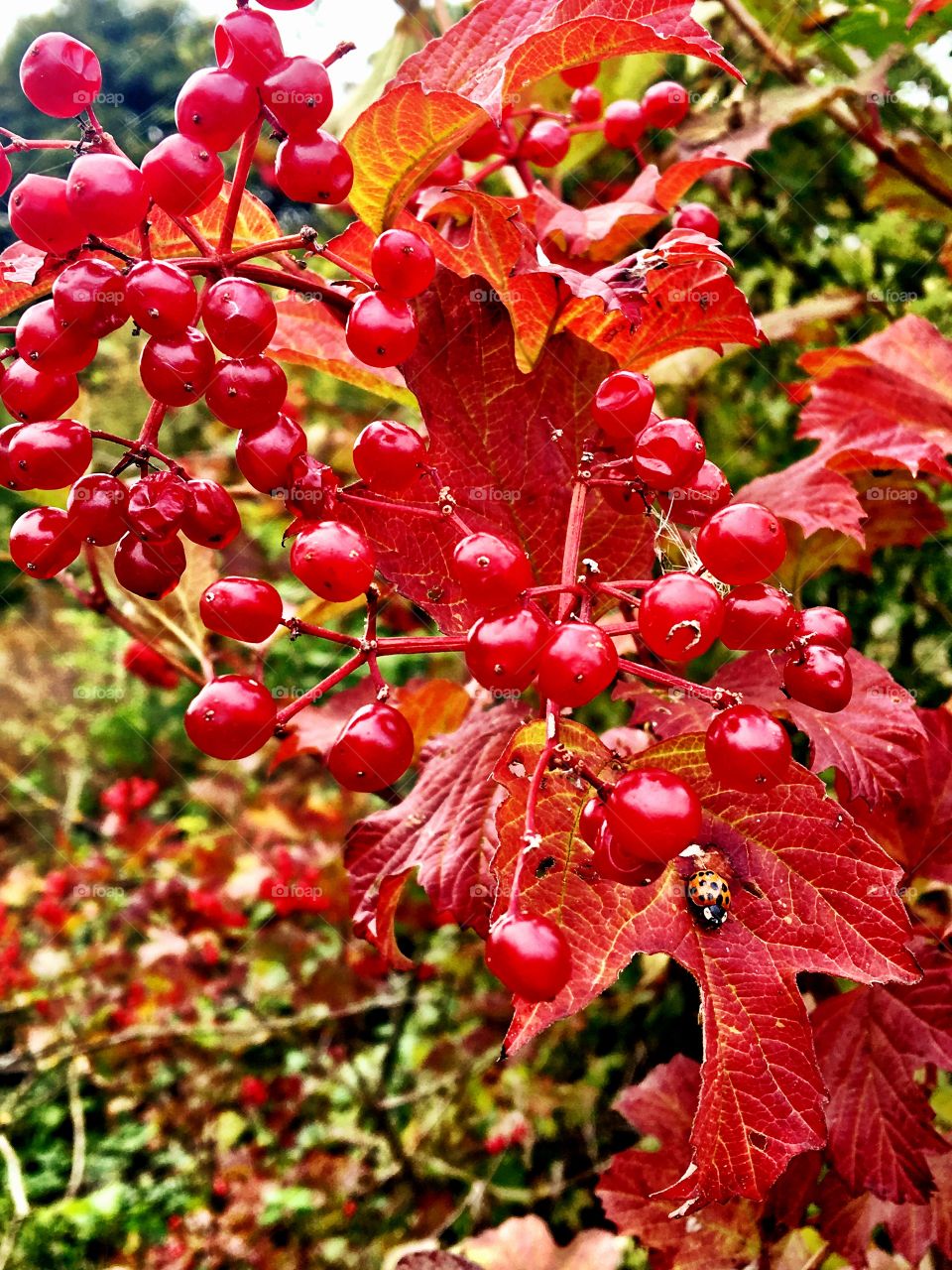 Red leaves, red berries & a ladybird