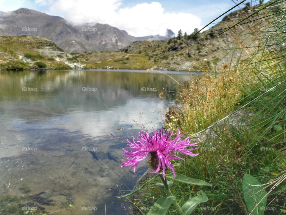 flower in the lake