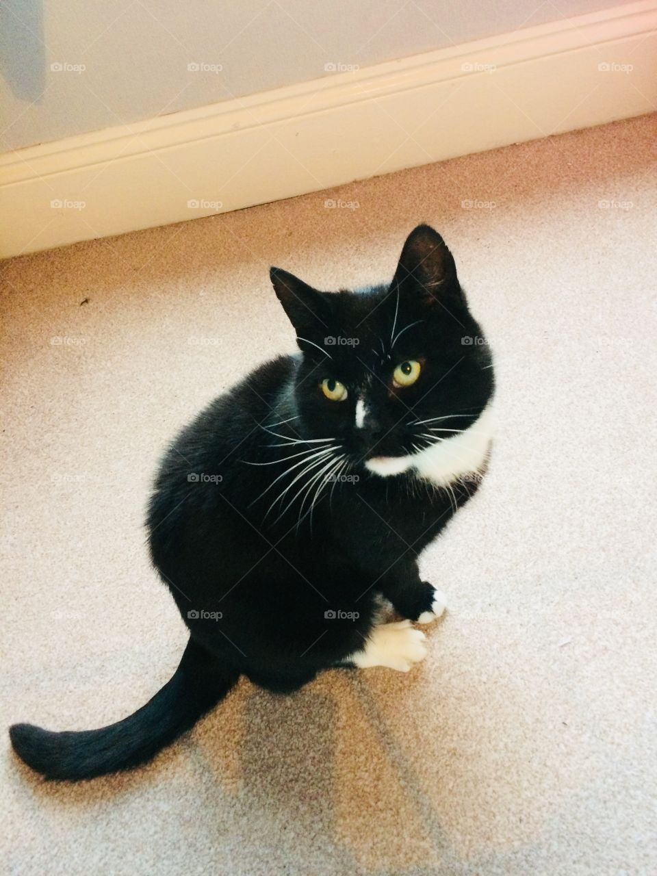 Bright eyed and black tailed - I was asleep, but now that camera is in my face AGAIN!! 