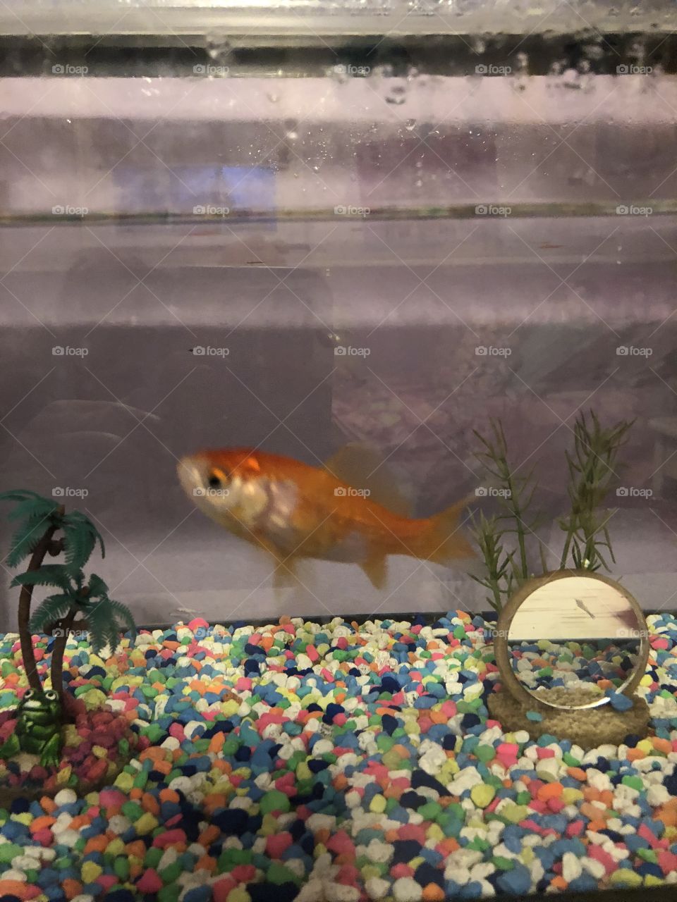 Goldfish that keeps growing!