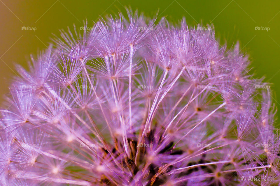 Pusteblume mal anders