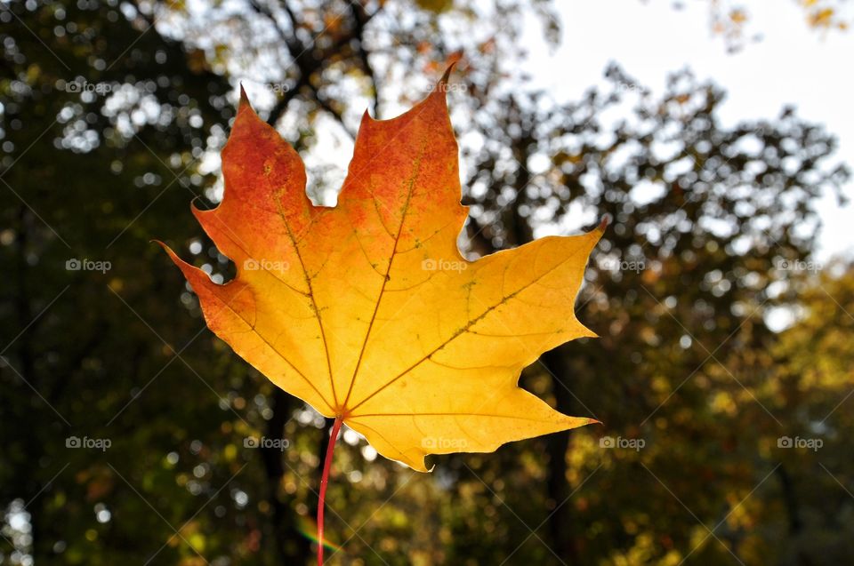 Fall, Leaf, Maple, Nature, No Person