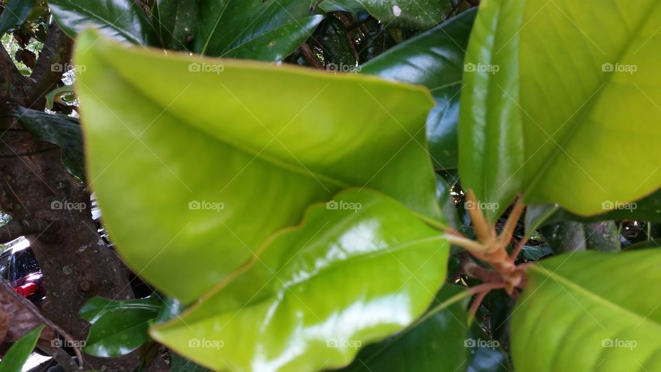Southern Magolia Leaf