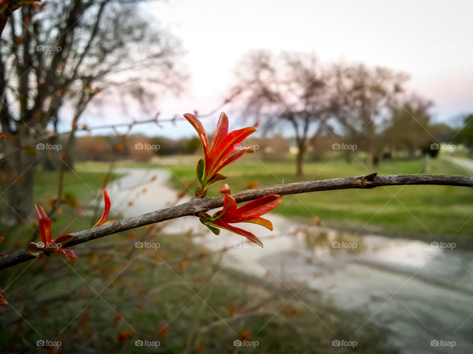 Pomegranate Leaves