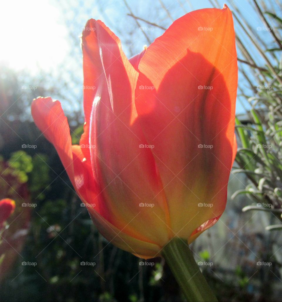 Bright orange tulip