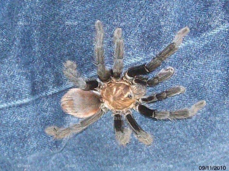 Tarantula