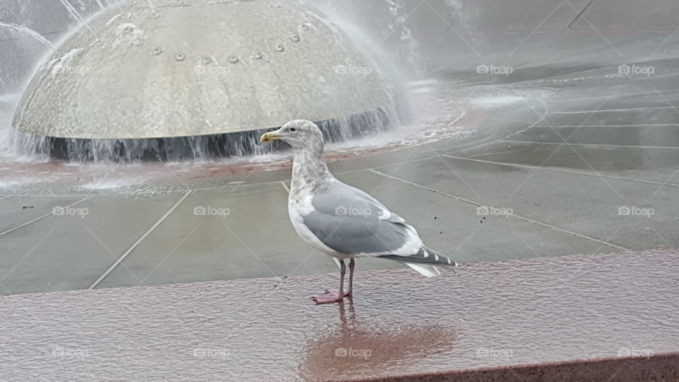 seagull in front of fountain