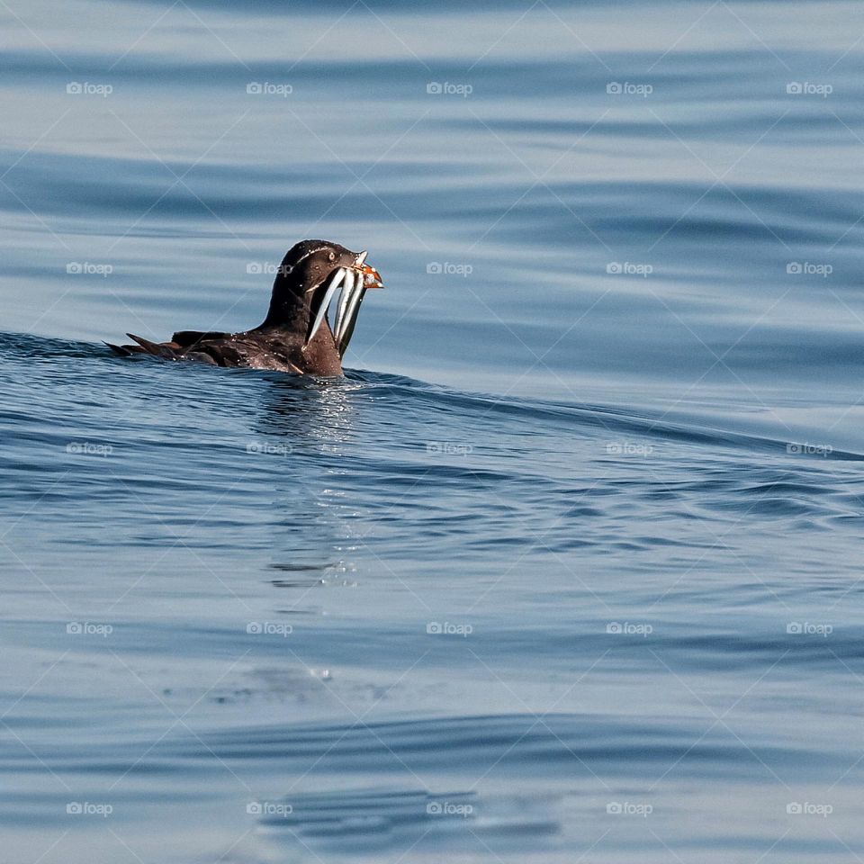 Rhinoceros auklet with mouth full of fish