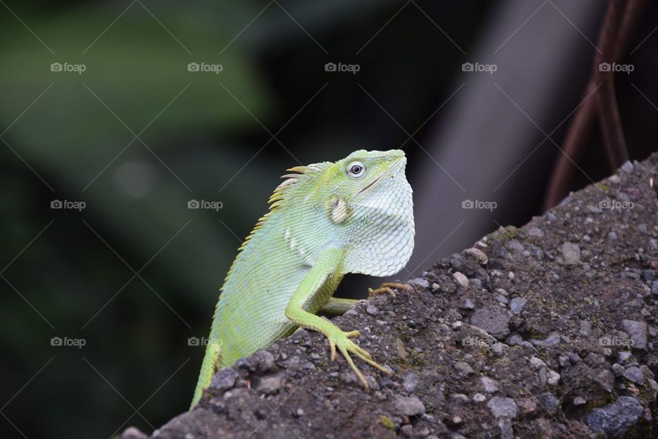 Beautiful creature shot in Bali, Indonesia, with my Nikon camera last summer. What I like in travelling is discovering animals like that