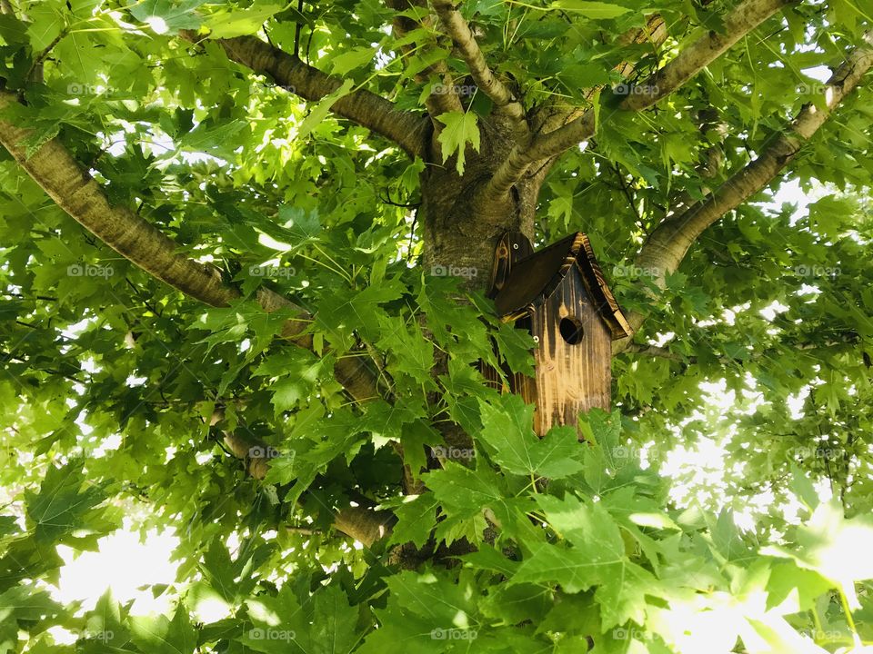 Beautiful bright green leaves surround darling little wooden birdhouse stuck back in tree. 